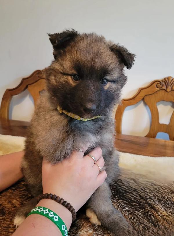 Splendidi cuccioli di pastore tedesco in vendita